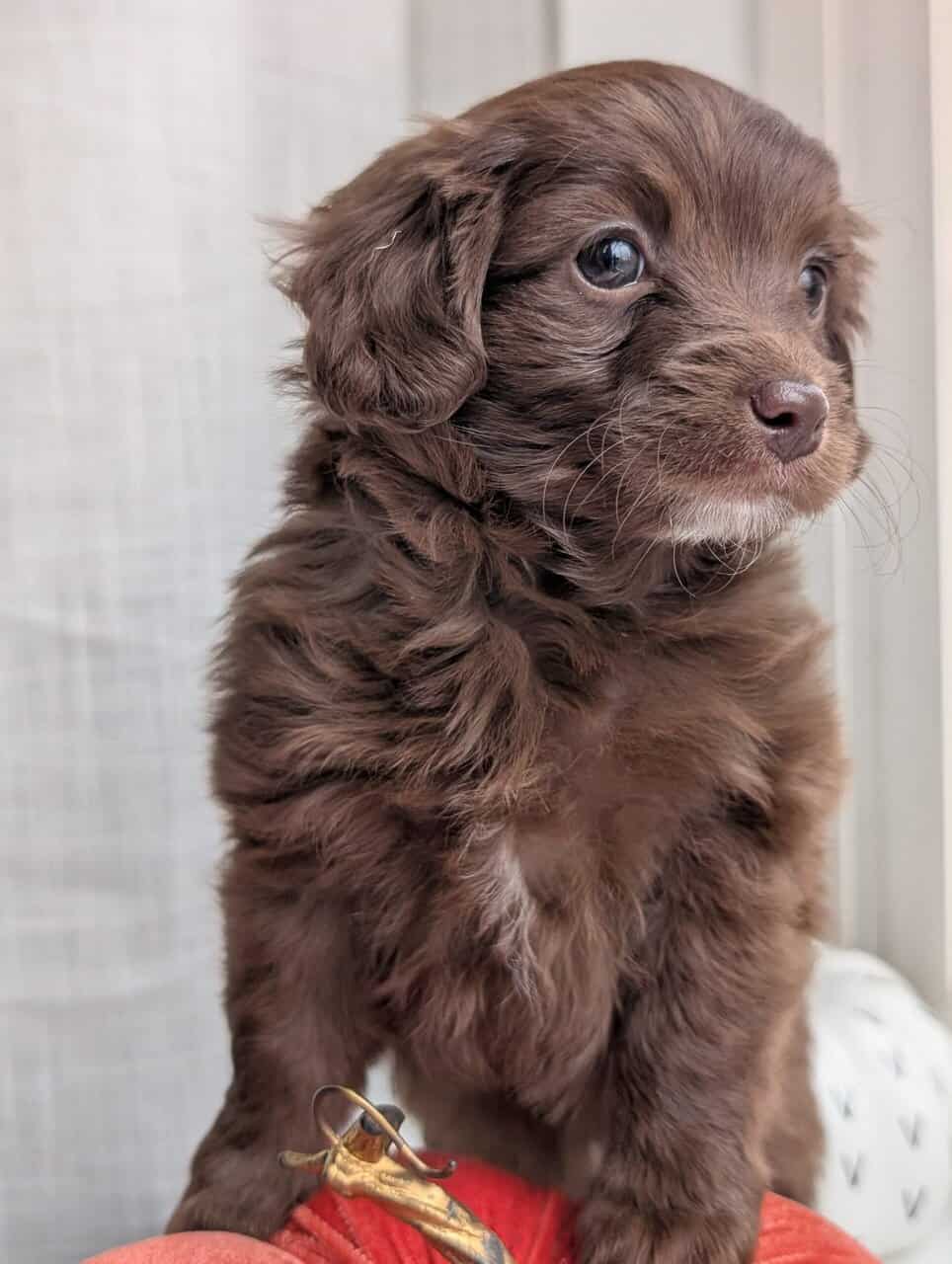 Miniature Aussiedoodles image 12
