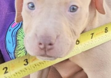 APBT Pitbull Puppies