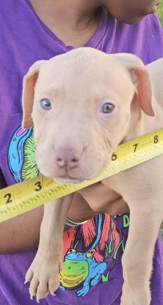 APBT Pitbull Puppies image 1