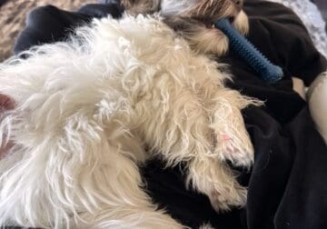 Full Blooded One Year Old Female Havanese