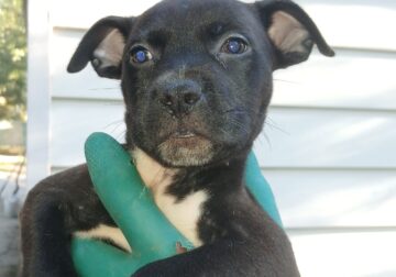 Black selfmade homicide grandson