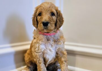 Goldendoodle Puppies