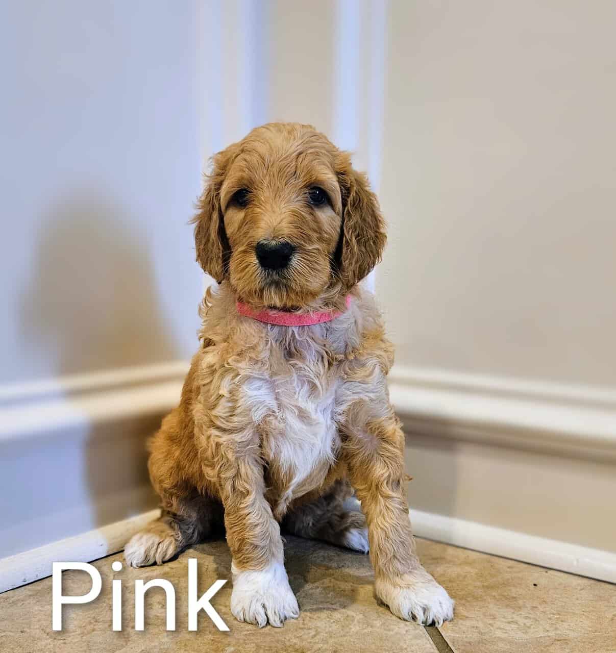 Goldendoodle Puppies image 1