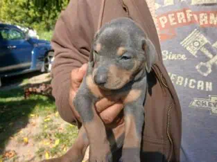 Doberman puppy