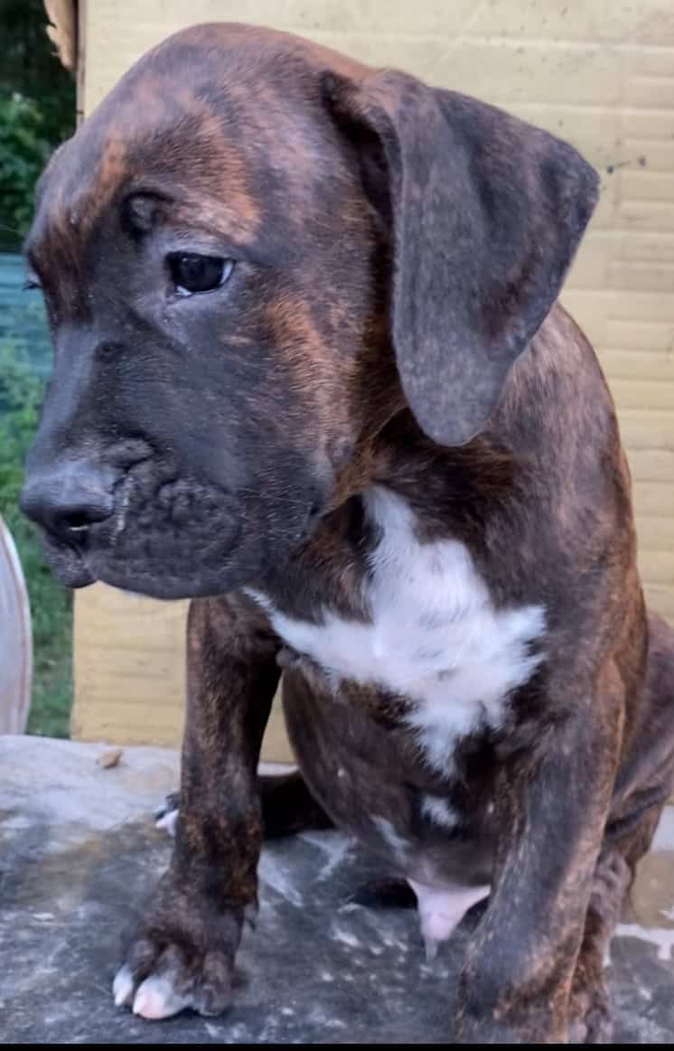 Cane corso image 2
