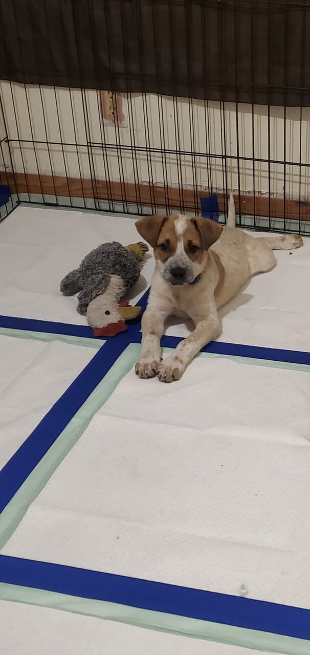 red heeler image 1