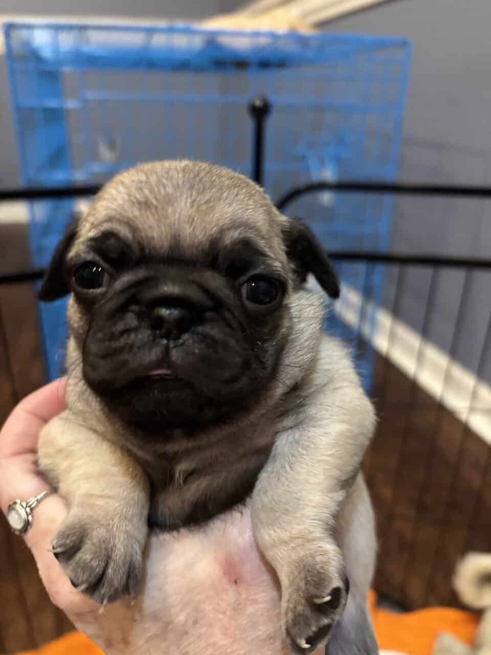 Fawn Pug Puppies image 4