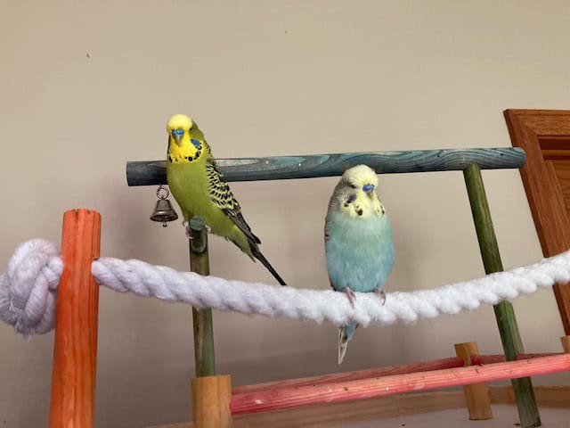 2 male English budgies image 1