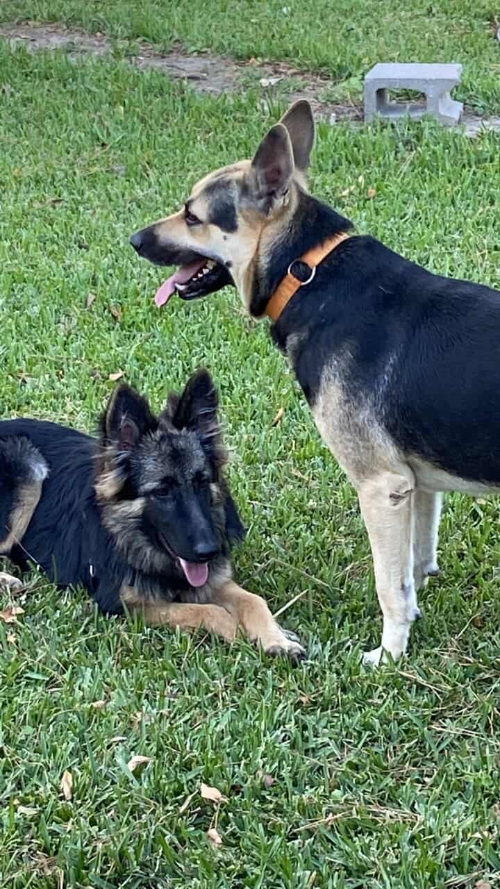 German Shepherd Puppies 4 sale SOON image 4