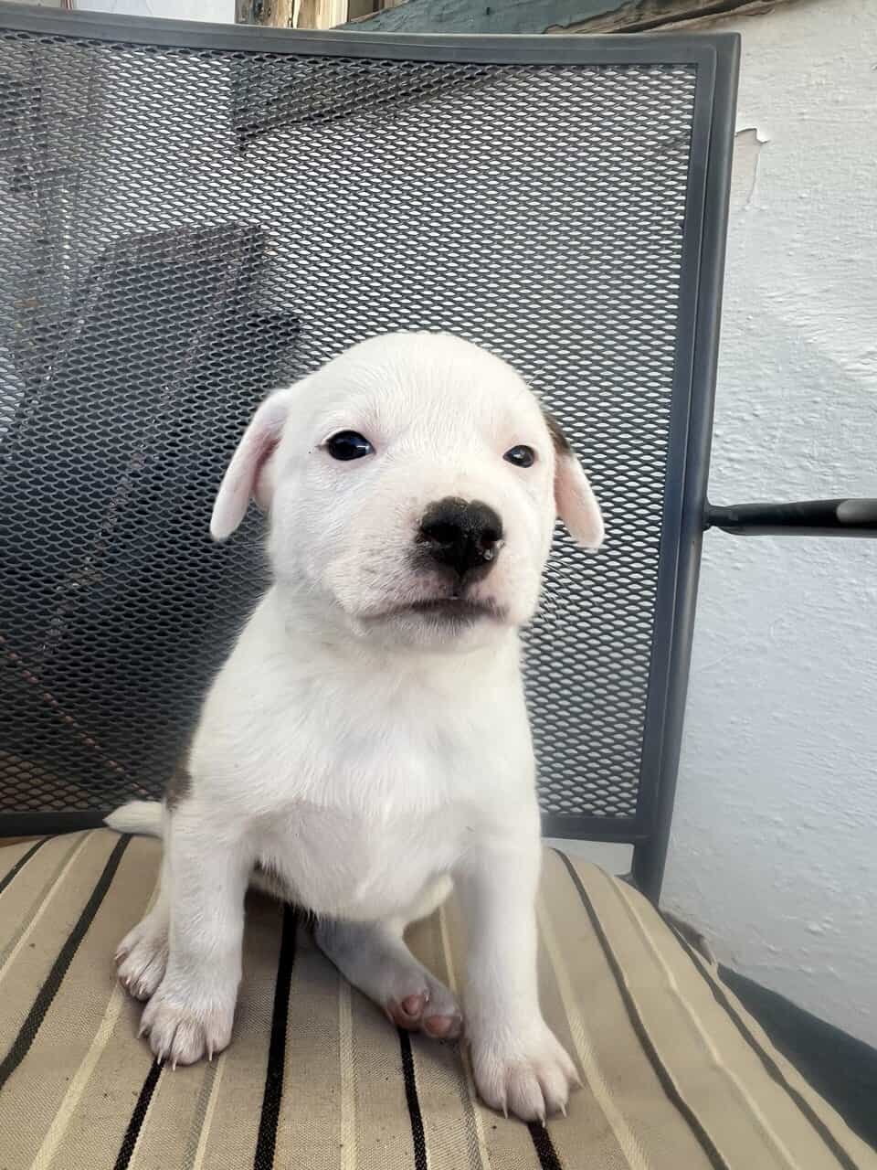 Ranch Pup- Girl 3 image 2