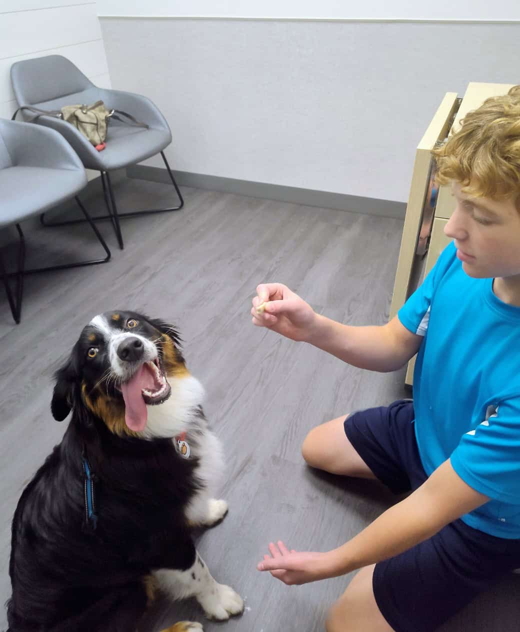 Akc Registered Australian Shepherd price negotiabl image 2