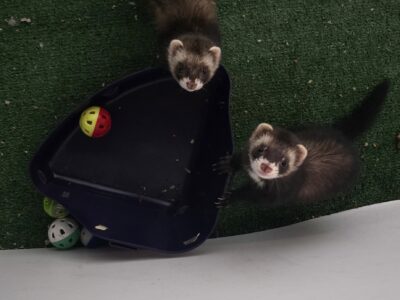 Two male ferrets
