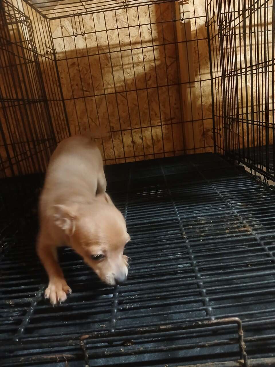 Pure Bred Chihuahuas image 3