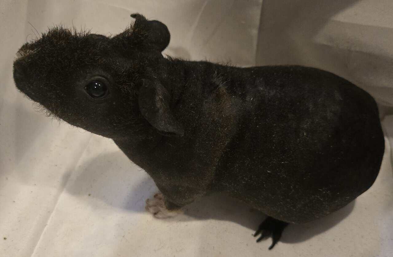 Skinny Pigs image 8
