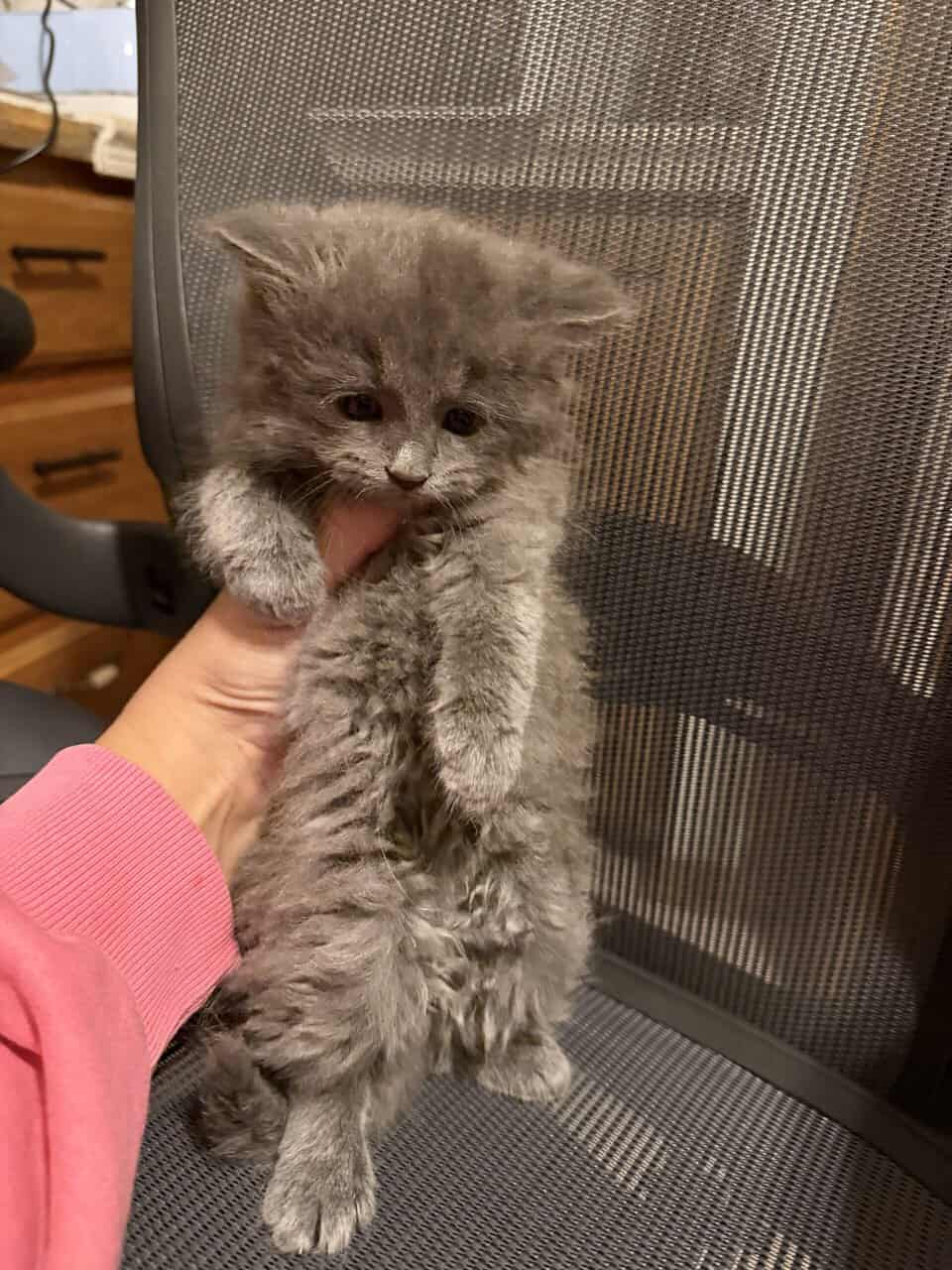 Super fluffy fluff balls image 2