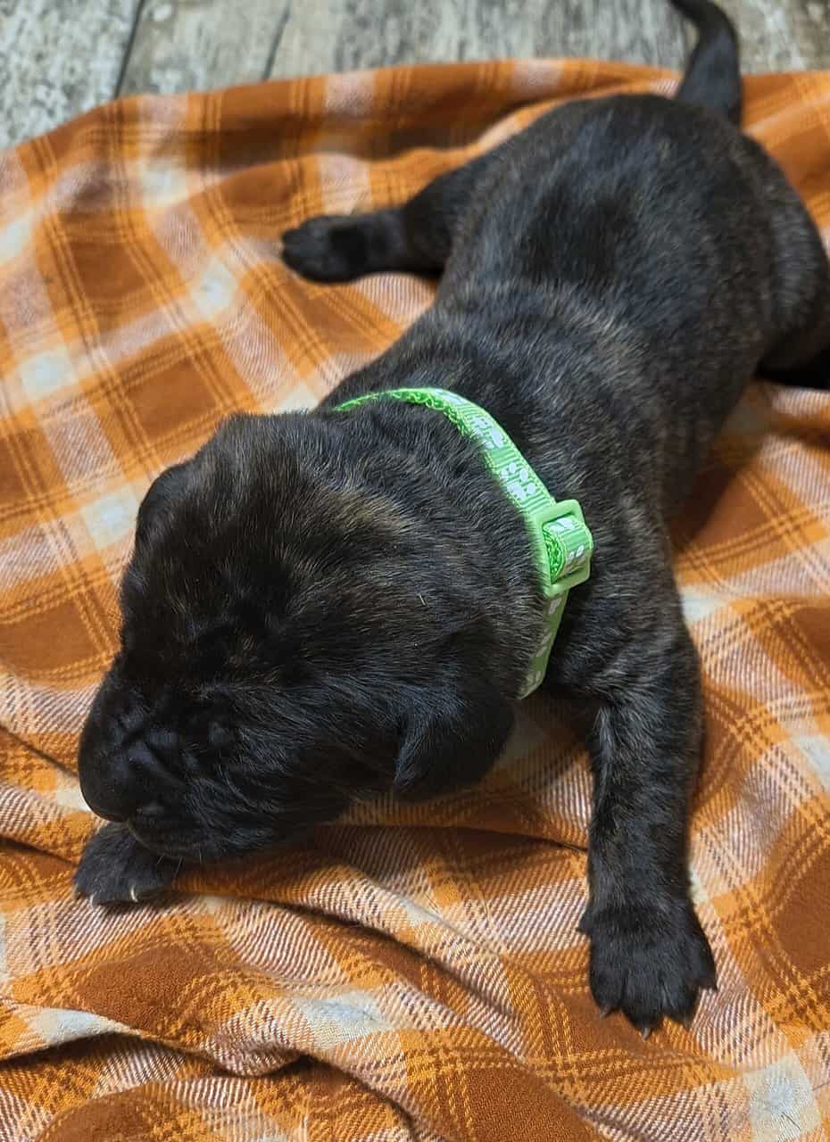 English Mastiff Puppies image 5