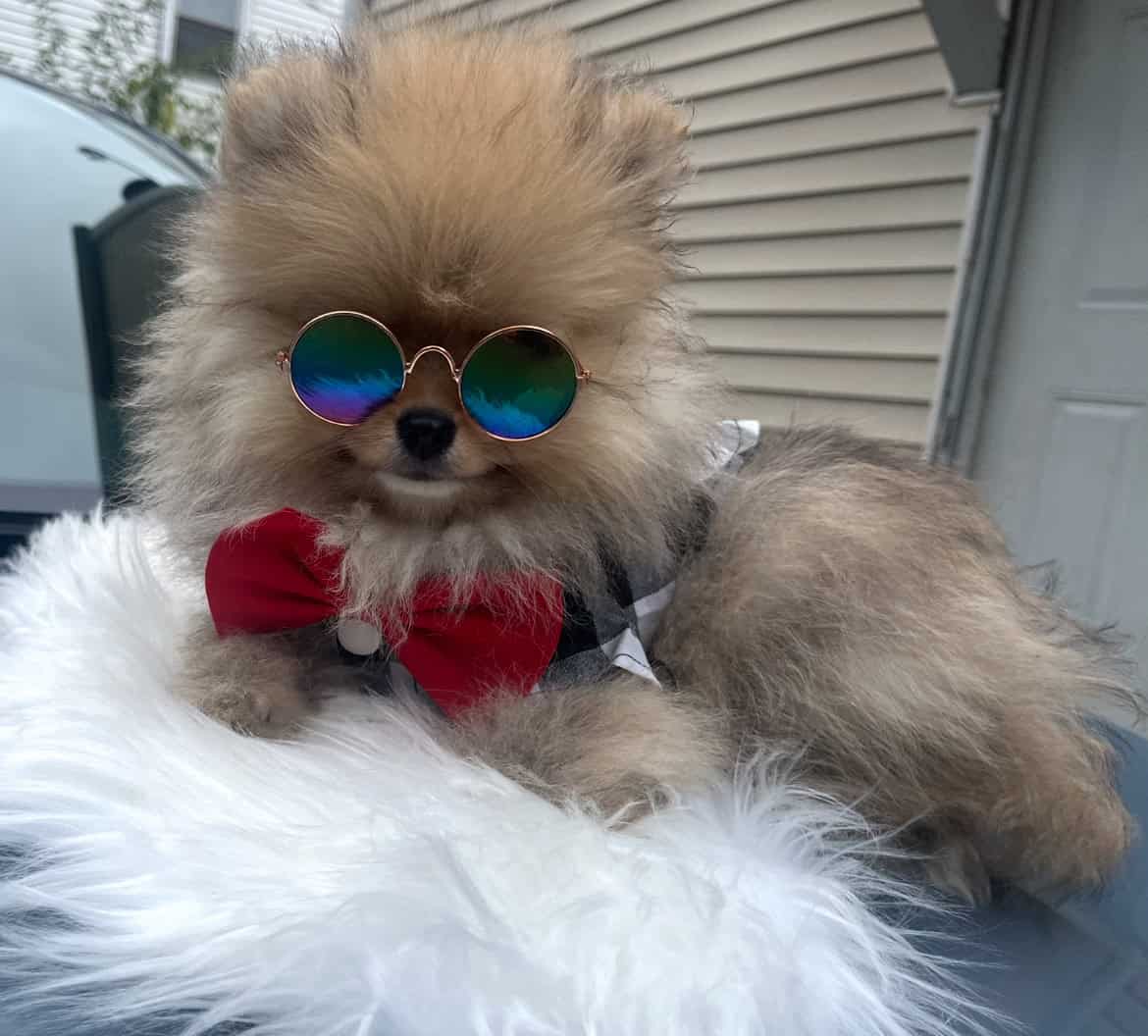Pomeranians For Sale image 1