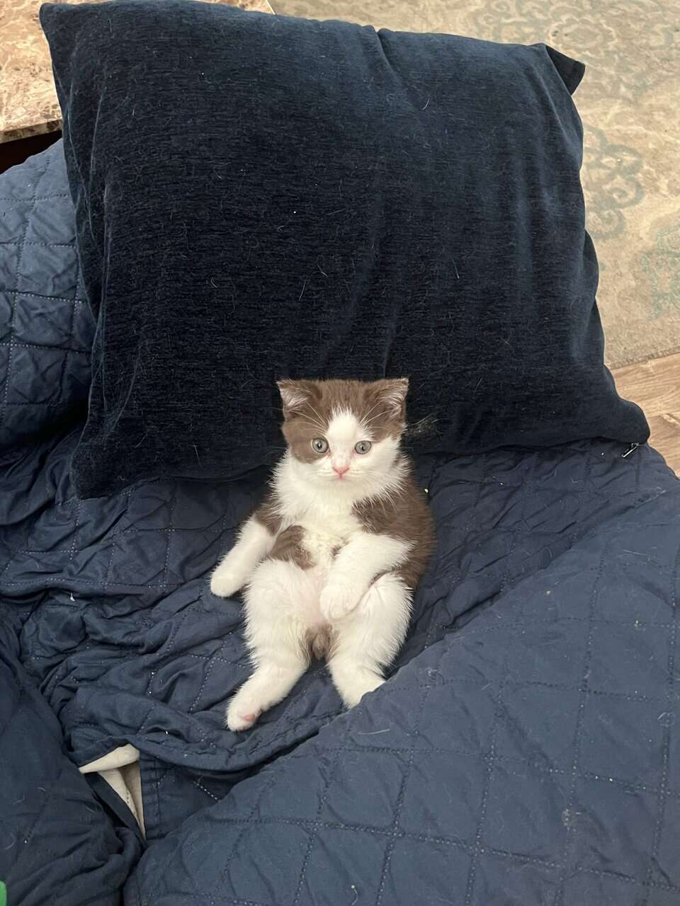 3 British shorthair kittens (2m, 1f) image 5