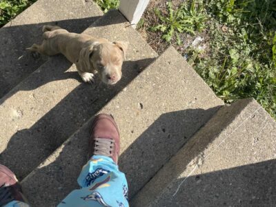 Shy and friendly puppy