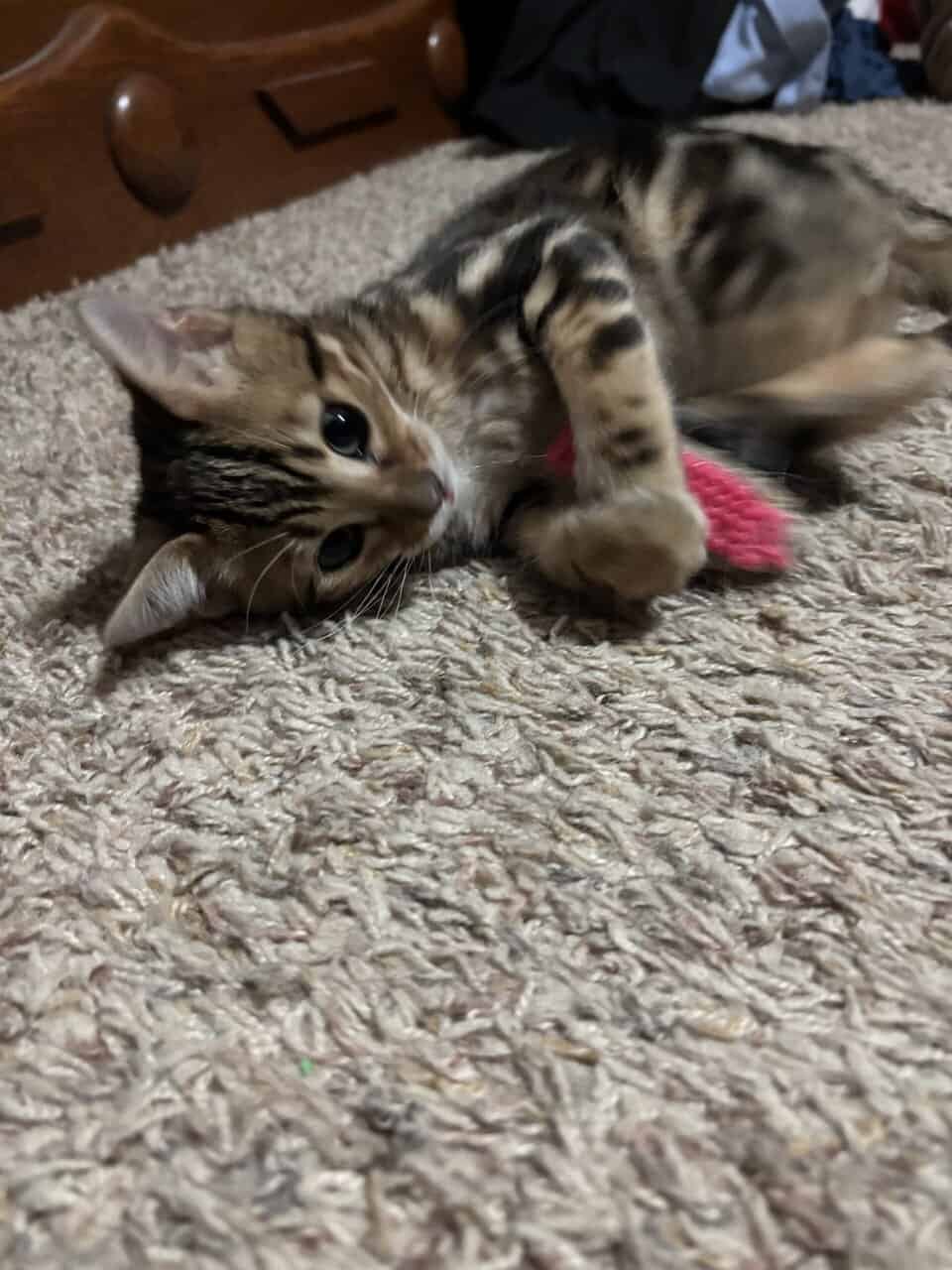 Beautiful Bengal Kittens image 7