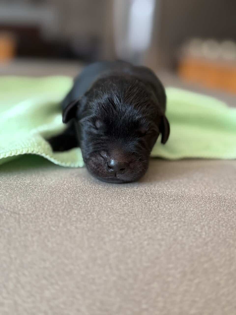 Goldador puppies image 4
