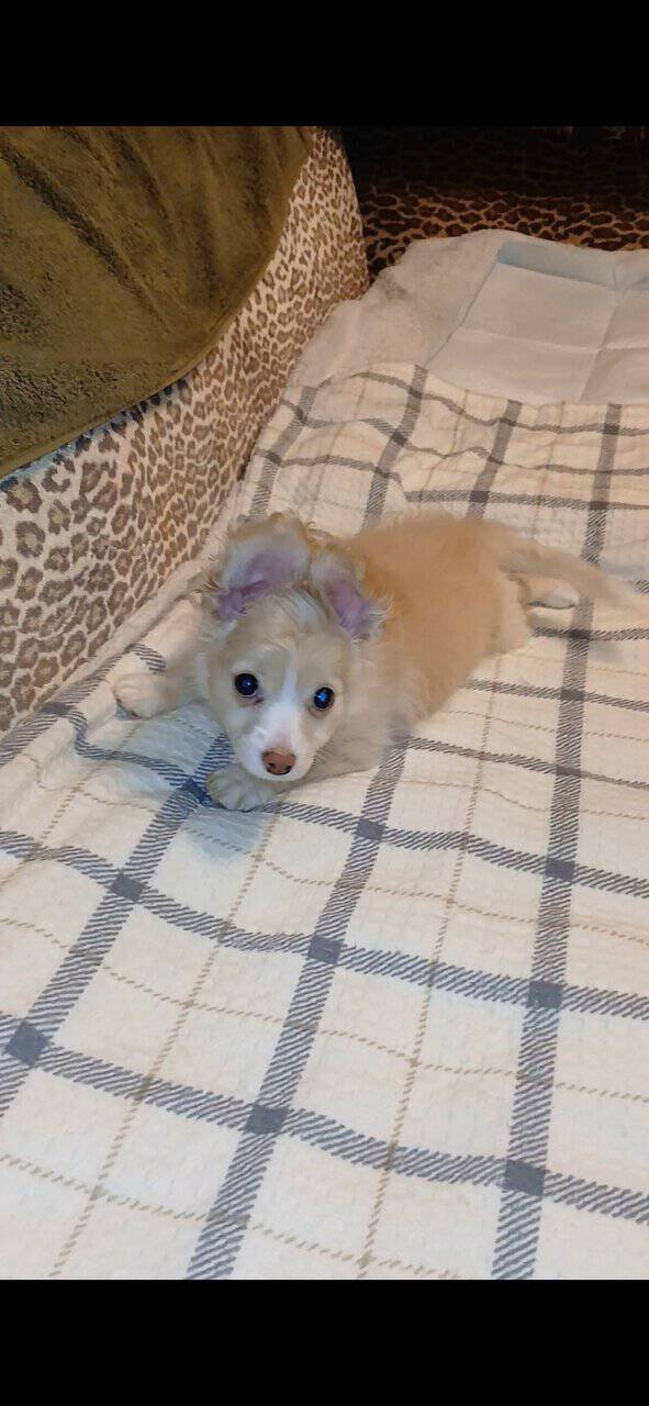 Pomeranian maltese puppy image 1