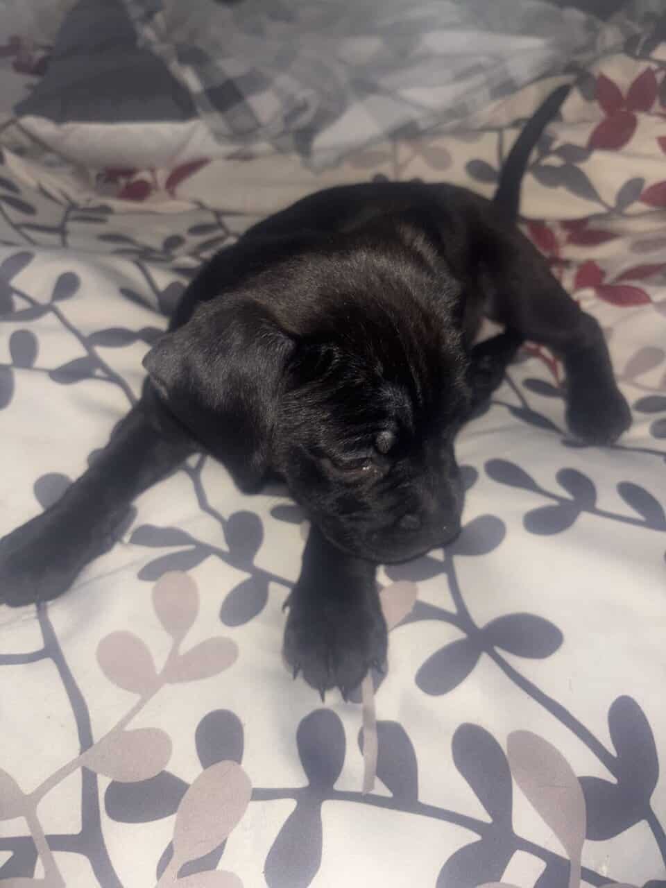 Lab and put puppys image 5