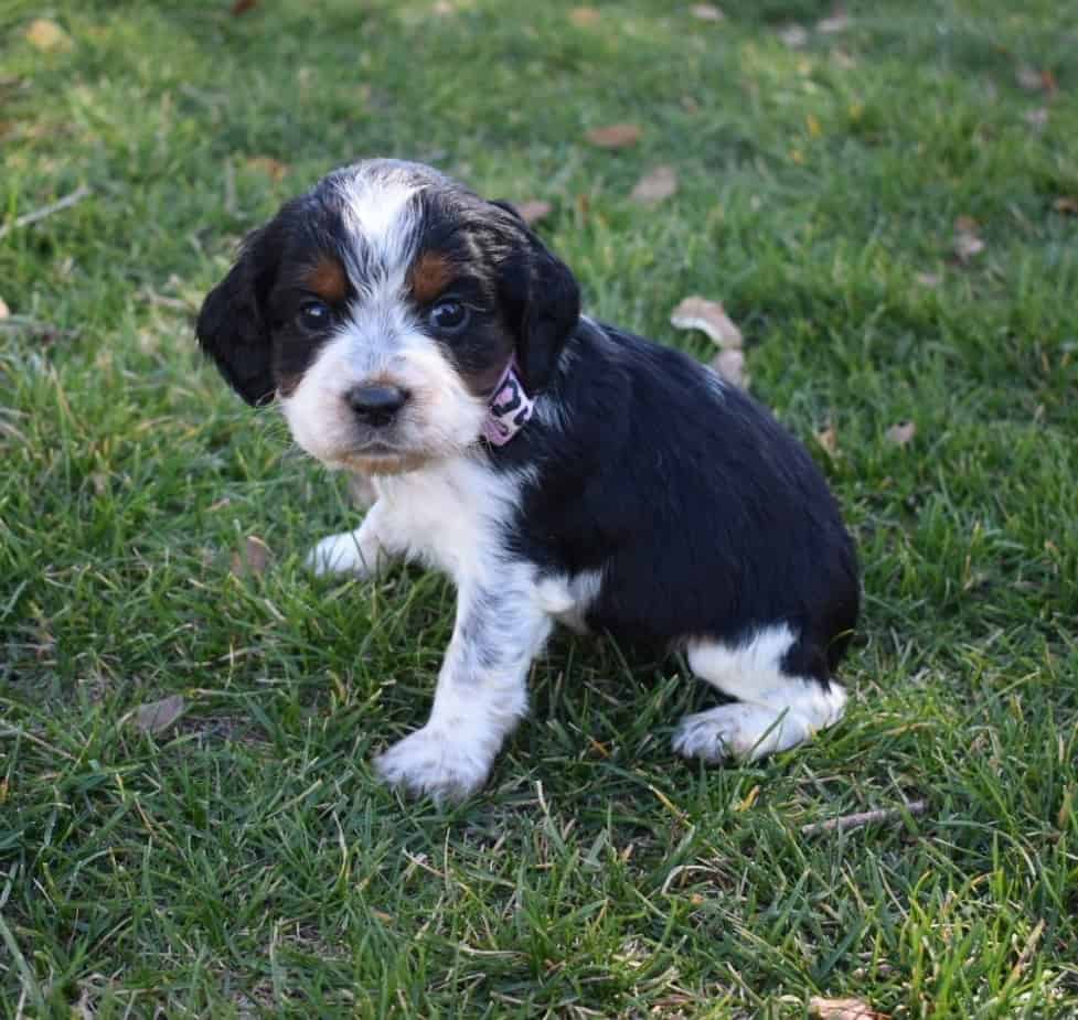 English Springer Spaniels image 7