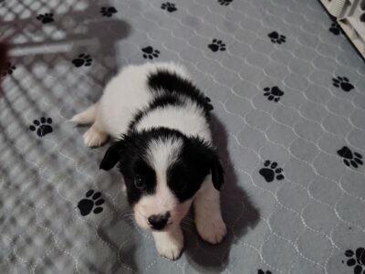 Black White AKC Papillon Puppy for sale