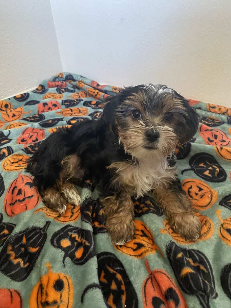 Yorkie puppy image 4