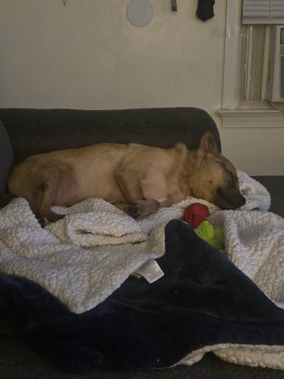 MEET SCOUT! image 8