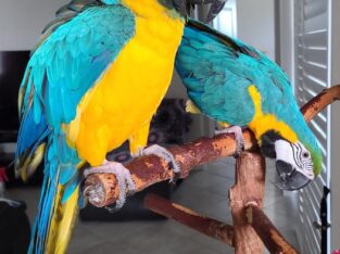 Mated Blue and Gold Macaws