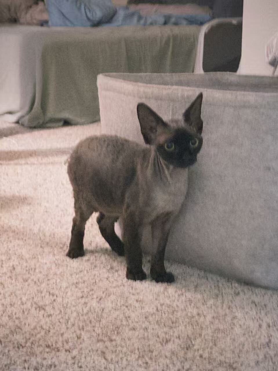 Purebred Black Devon Rex – $1300 image 4