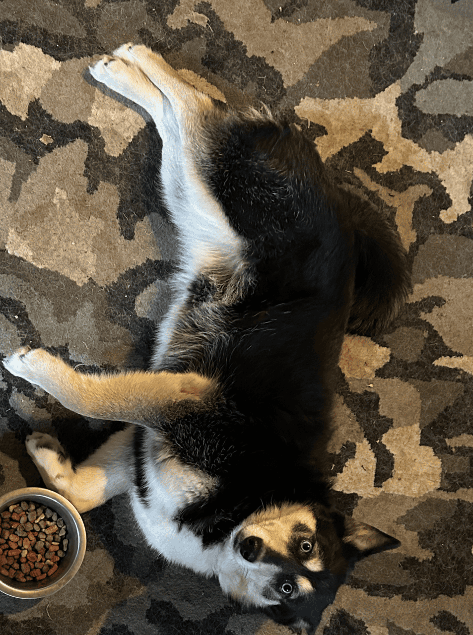 Beautiful Adult Female Husky Pomeranian Mix image 3