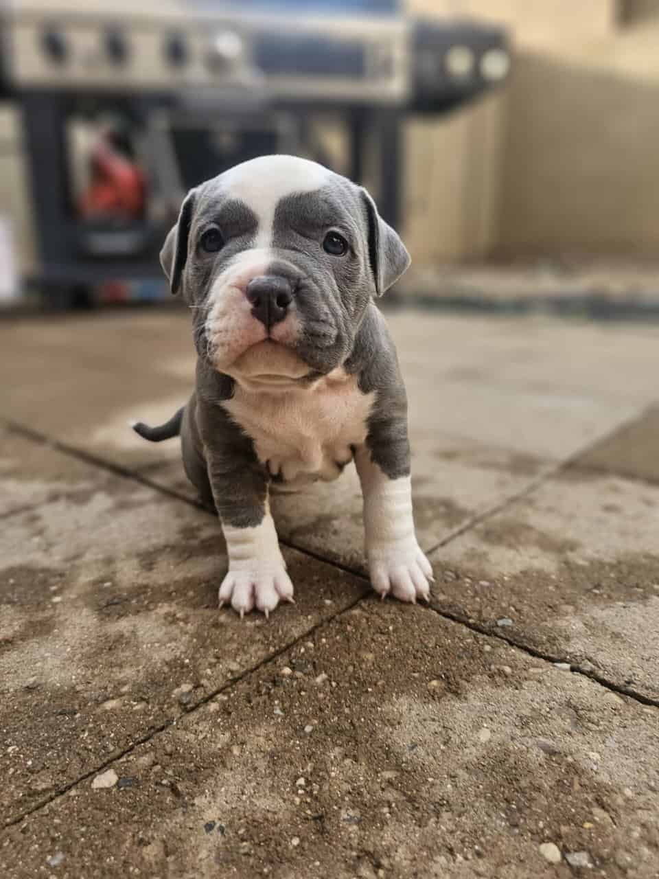 Tri merle French Bulldog/American bulldog image 12