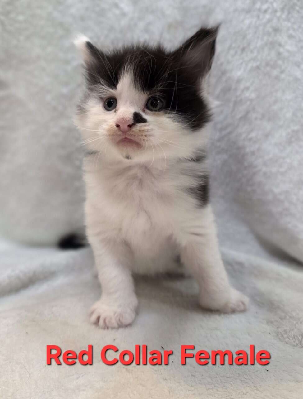 Maine Coon Kittens image 1