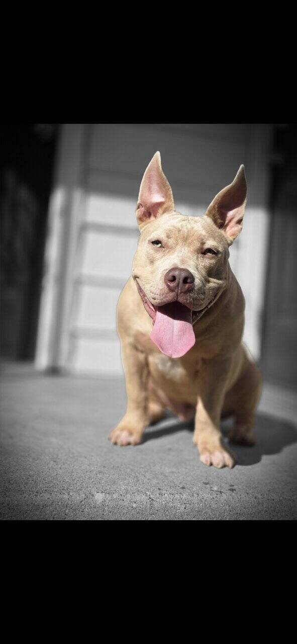 American bully couple months old image 2