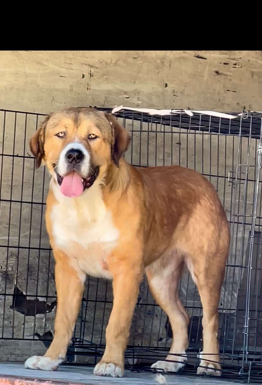Central Shepherd cross 8 months old image 1