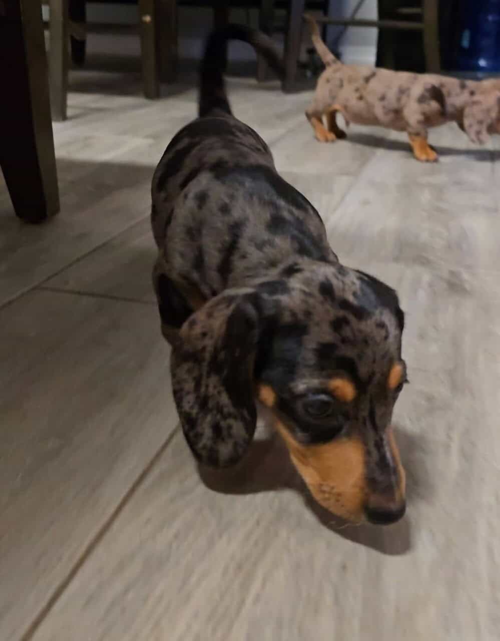 Mini dachshund for sale image 8
