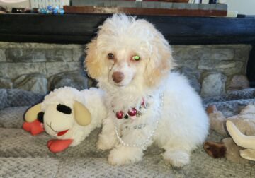 Michigan miniature/toy. poodle pups