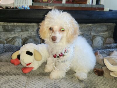 Michigan miniature/toy. poodle pups