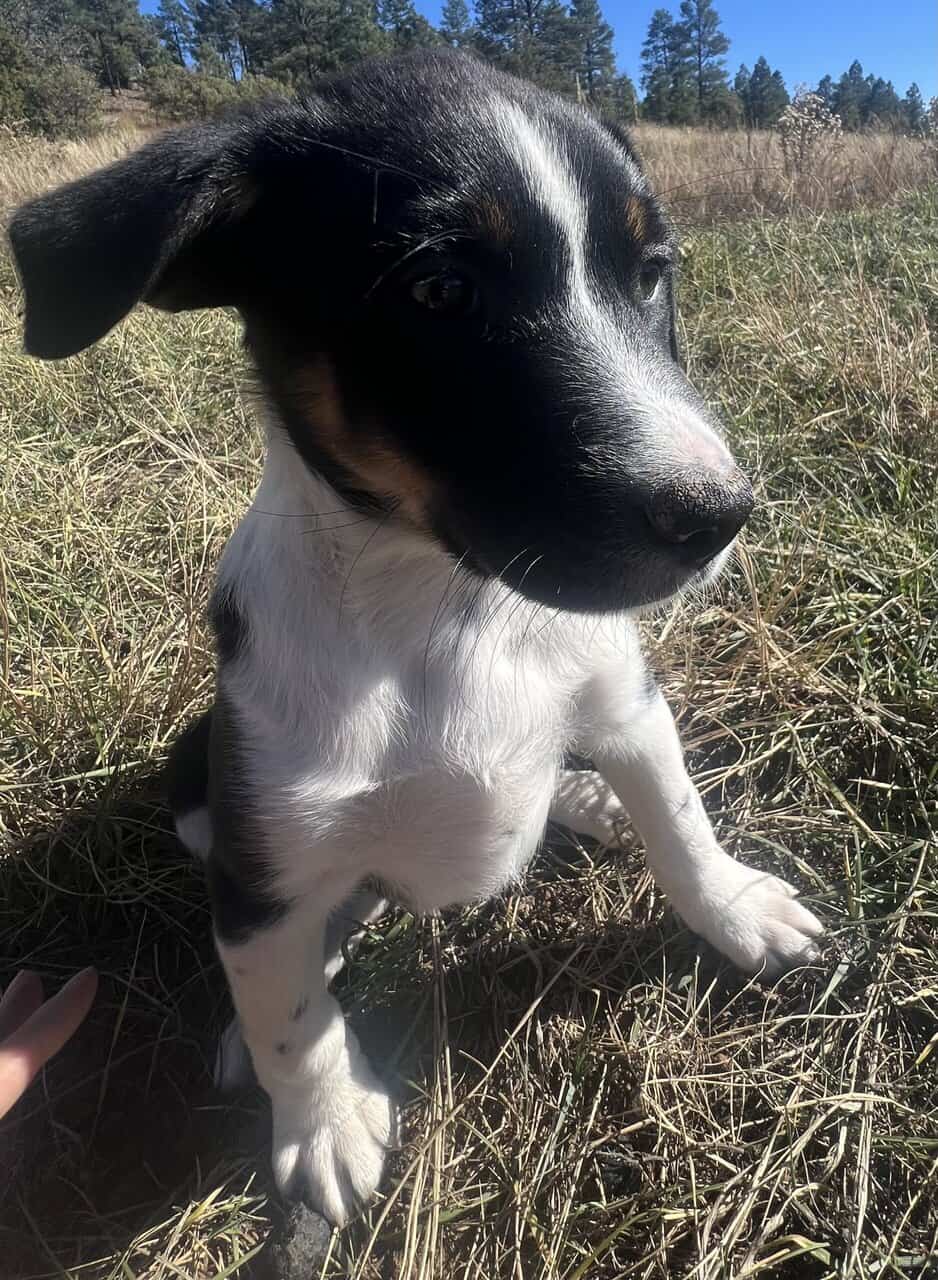 Ranch Pup-Girl 1 image 1