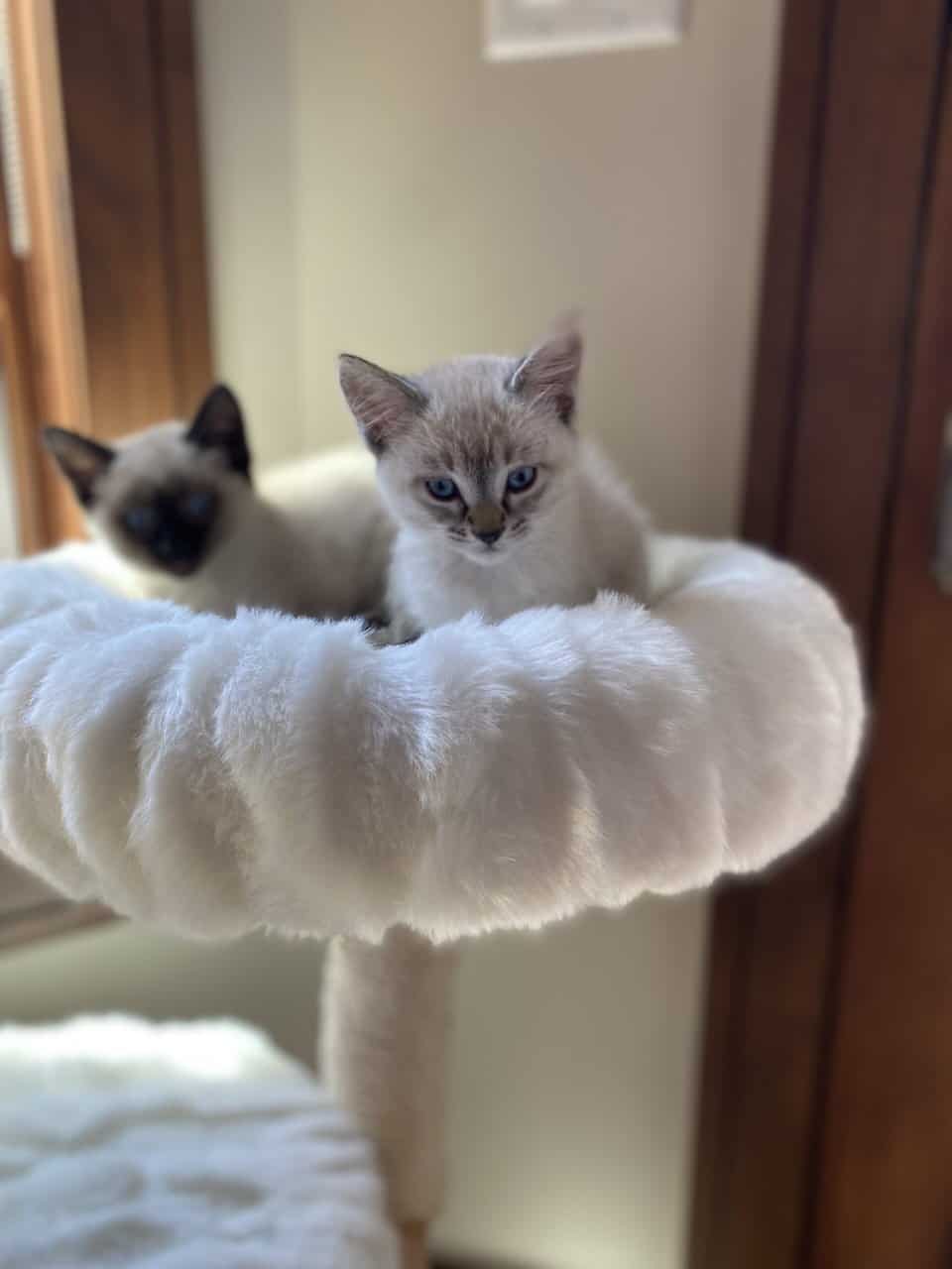 Adorable Pointed Kittens image 1