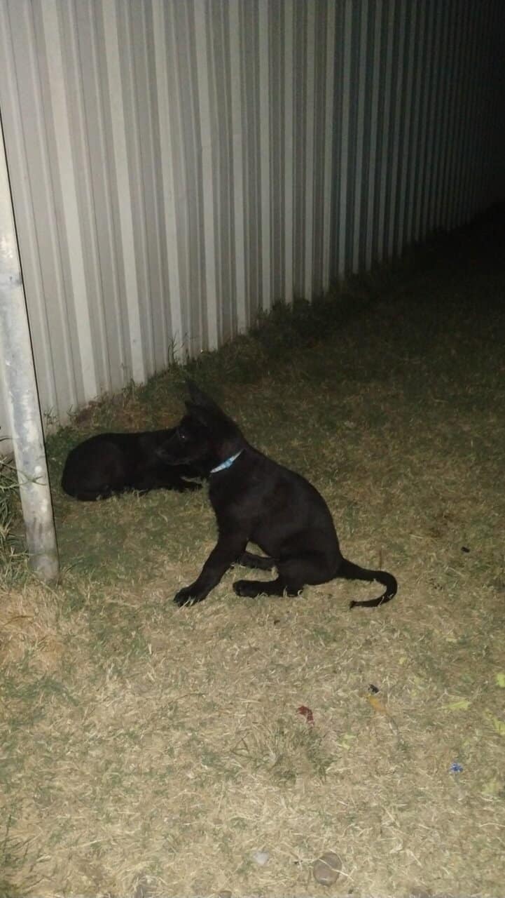 Black German Shepherd Puppy image 2