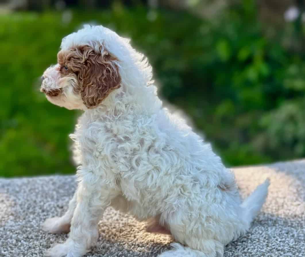 Mini Golden Doodle Puppies for Sale image 3