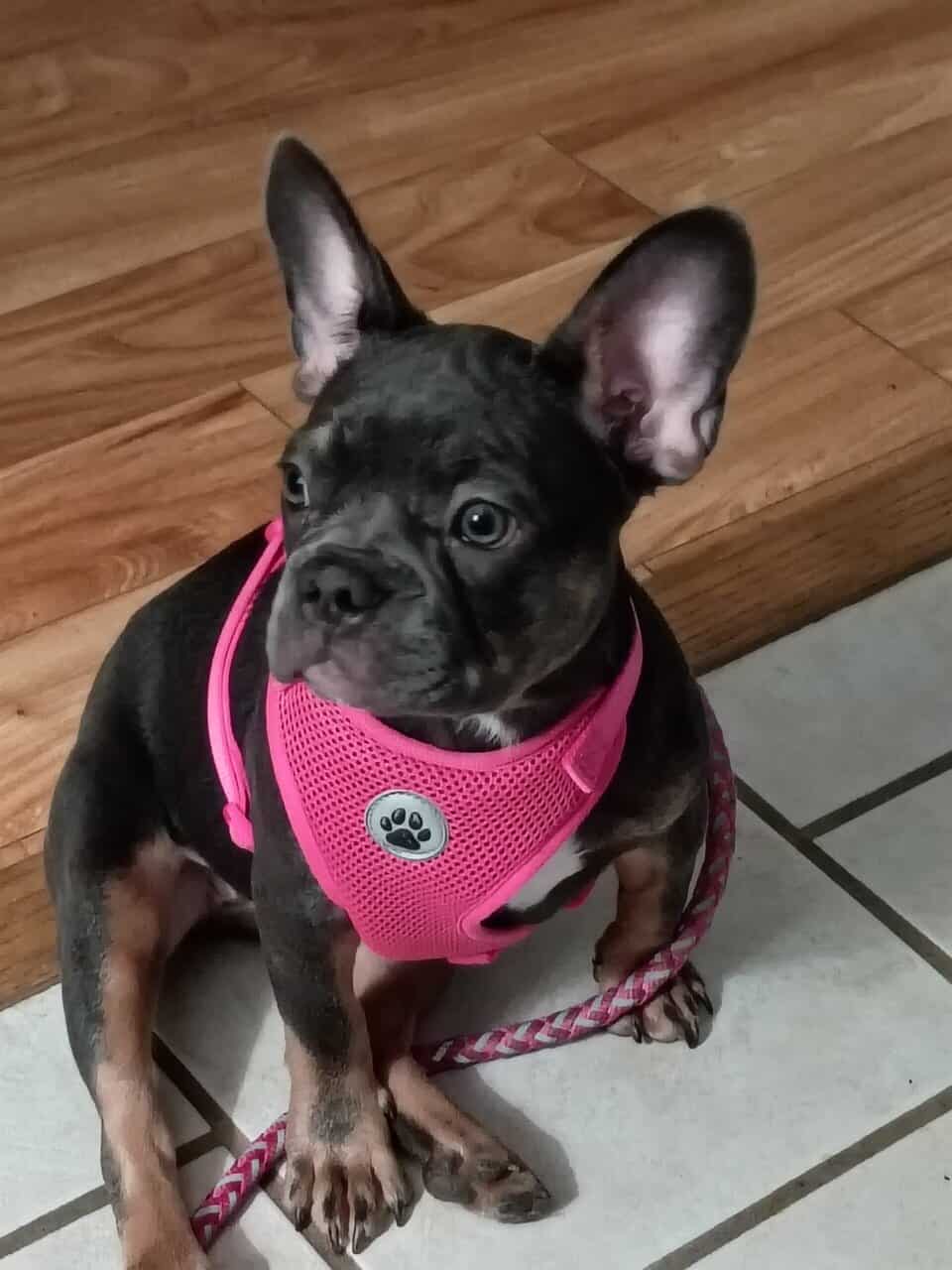 Female Frenchie image 2