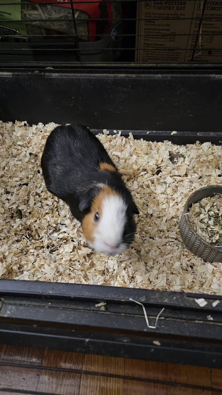 3 guinea pigs looking for a new family image 5