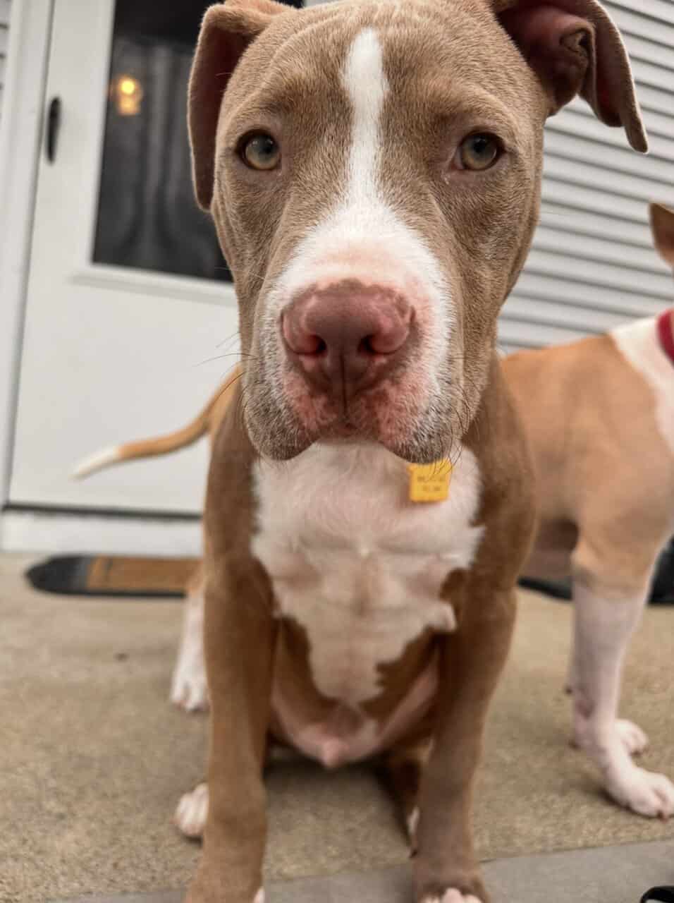 10 month old puppy image 3