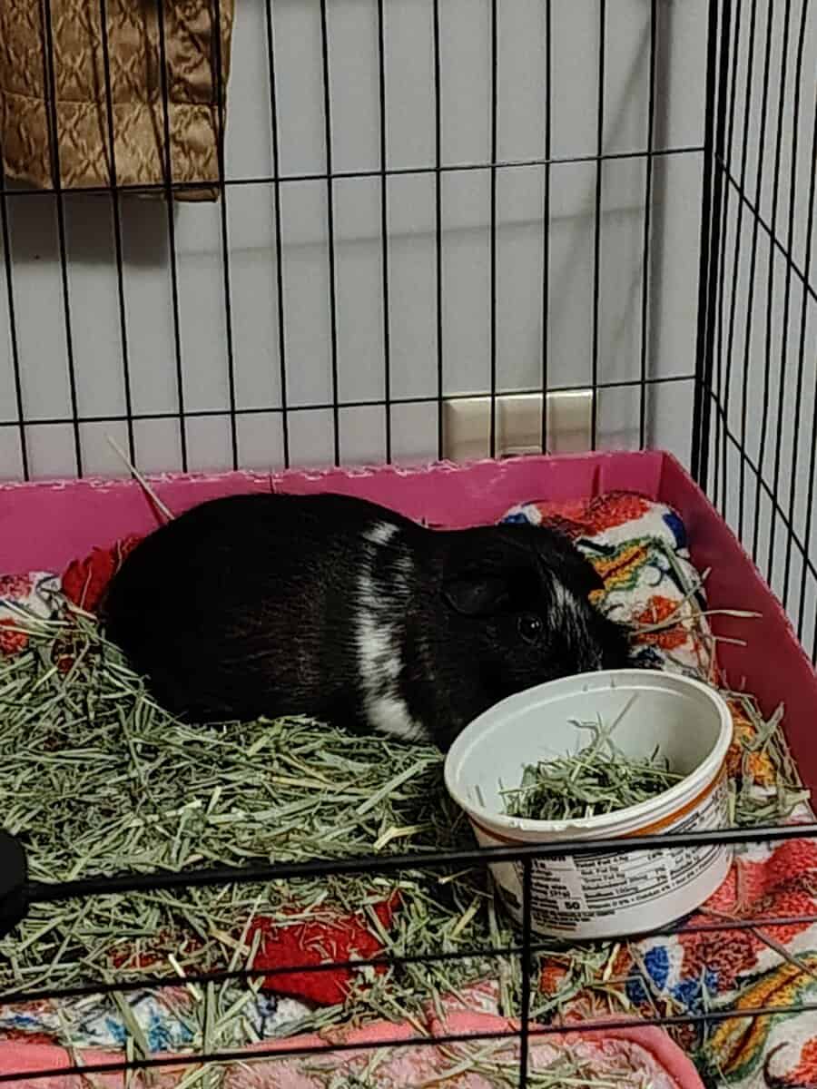 Female guinea pig rehoming - Fayetteville NC image 2
