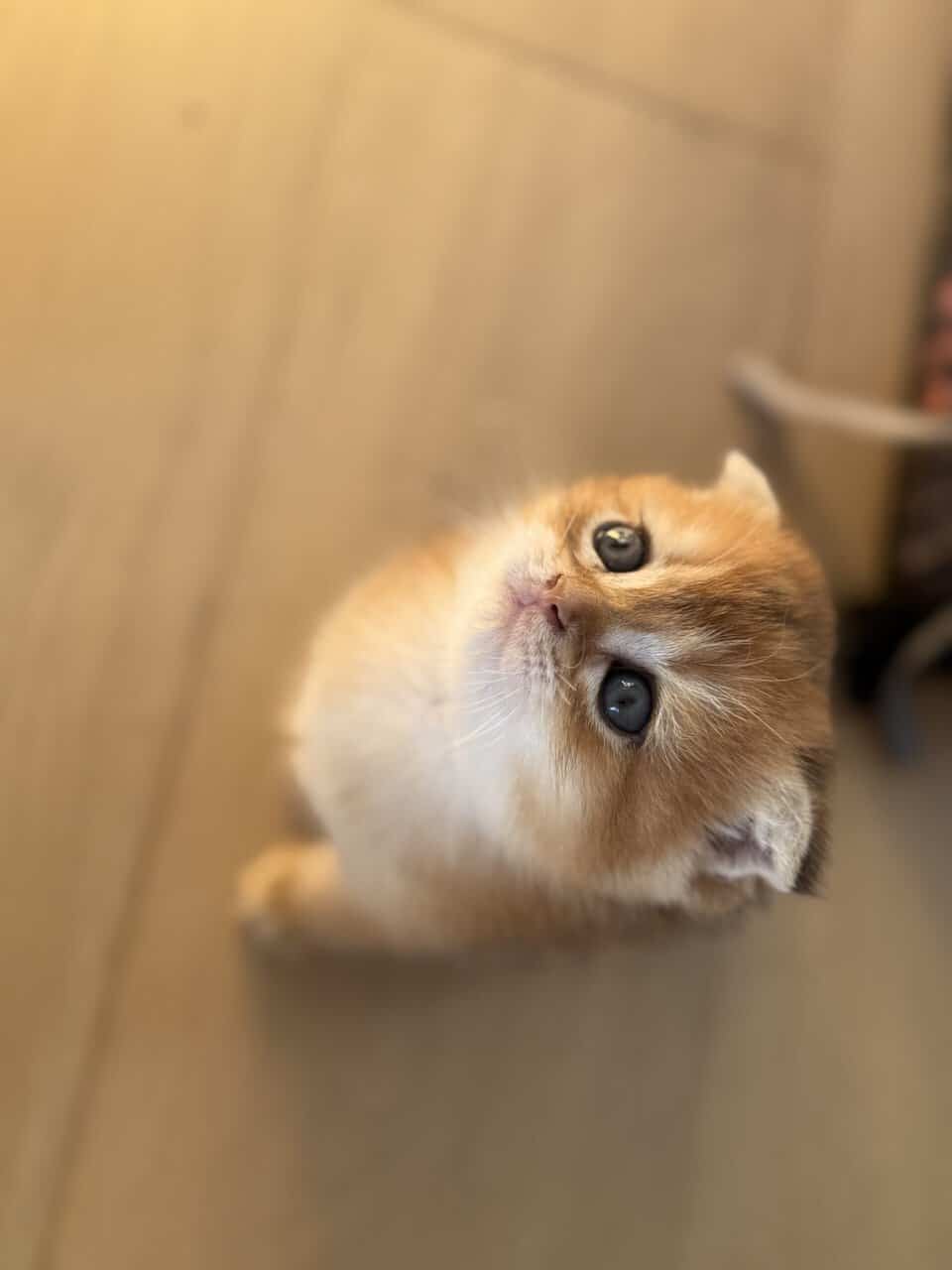 Scottish fold image 1